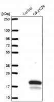 Anti-C6orf226 antibody produced in rabbit