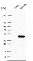 Anti-C8orf48 antibody produced in rabbit HPA026107-100UL