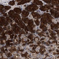 Anti-C9orf135 antibody produced in rabbit