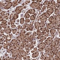 Anti-C9orf142 antibody produced in rabbit 