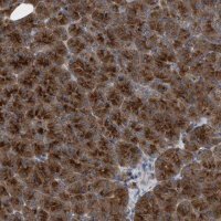 Anti-C9orf16 antibody produced in rabbit