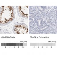 Anti-C9orf50 antibody produced in rabbit 