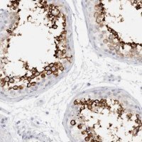 Anti-C9orf50 antibody produced in rabbit 