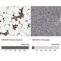 Anti-C9orf78 antibody produced in rabbit
