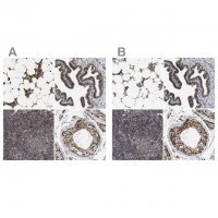 Anti-C9orf78 antibody produced in rabbit
