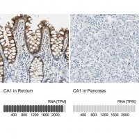 Anti-CA1 antibody produced in rabbit