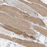 Anti-CA14 antibody produced in rabbit 