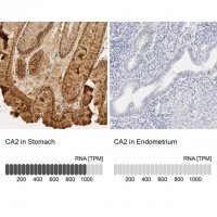 Anti-CA2 antibody produced in rabbit 