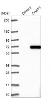 Anti-CAAP1 antibody produced in rabbit HPA024029-100UL
