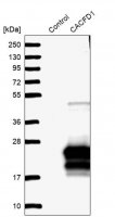 Anti-CACFD1 antibody produced in rabbit 