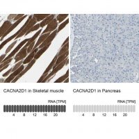 Anti-CACNA2D1 antibody produced in rabbit 