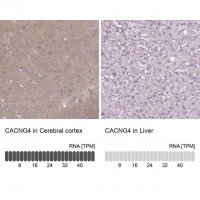 Anti-CACNG4 antibody produced in rabbit 