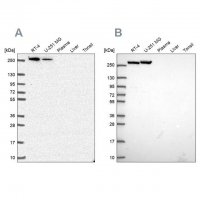 Anti-CAD antibody produced in rabbit 