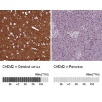 Anti-CADM2 antibody produced in rabbit 