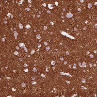 Anti-CADM2 antibody produced in rabbit 