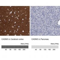 Anti-CADM3 antibody produced in rabbit 
