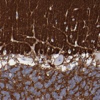 Anti-CADM3 antibody produced in rabbit 