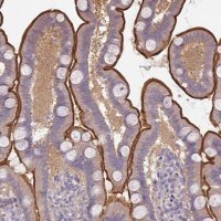 Anti-CALML4 antibody produced in rabbit 