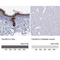 Anti-CALML5 antibody produced in rabbit 