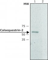 Anti-Calsequestrin-2 antibody produced in rabbit 