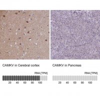 Anti-CAMKV antibody produced in rabbit 