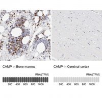 Anti-CAMP antibody produced in rabbit 