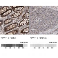 Anti-CANT1 antibody produced in rabbit 