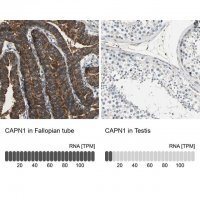 Anti-CAPN1 antibody produced in rabbit