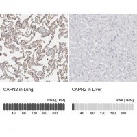 Anti-CAPN2 antibody produced in rabbit 