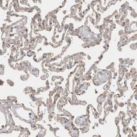 Anti-CAPN2 antibody produced in rabbit 