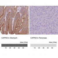 Anti-CAPN9 antibody produced in rabbit