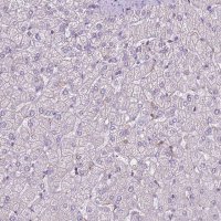 Anti-CAPN9 antibody produced in rabbit