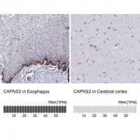 Anti-CAPNS2 