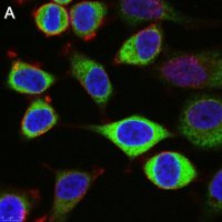 Anti-CAPRIN1 Antibody, clone 1F2 ZooMAb� Rabbit Monoclonal 