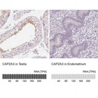 Anti-CAPZA3 antibody produced in rabbit 