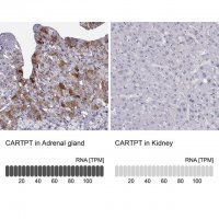 Anti-CARTPT antibody produced in rabbit HPA046278-100UL