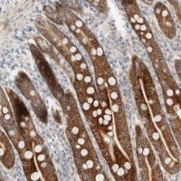 Anti-CASK antibody produced in rabbit HPA023857-100UL