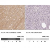 Anti-CASKIN1 antibody produced in rabbit 