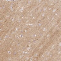 Anti-CASKIN1 antibody produced in rabbit 
