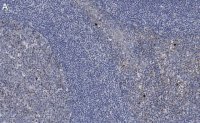 Anti-Caspase-3 Antibody, clone 3J16 , ZooMAb� Rabbit Monoclonal 