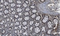 Anti-Caspase-8 Antibody, clone 1L15 ZooMAb� Rabbit Monoclonal 