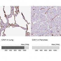 Anti-CAV1 antibody produced in rabbit HPA049326-100UL