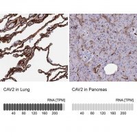 Anti-CAV2 antibody produced in rabbit 