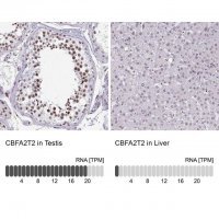Anti-CBFA2T2 antibody produced in rabbit HPA060523-100UL