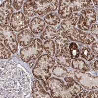 Anti-CBR4 antibody produced in rabbit 