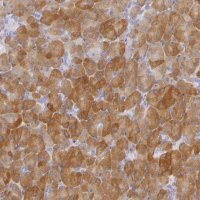Anti-CBS antibody produced in rabbit 