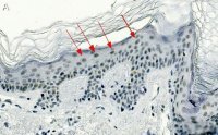 Anti-CBX2 Antibody, clone 3I14 ZooMAb� Rabbit Monoclonal 