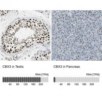 Anti-CBX3 antibody produced in rabbit 