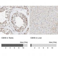 Anti-CBX8 antibody produced in rabbit HPA031462-100UL