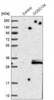 Anti-CCDC134 antibody produced in rabbit HPA003936-100UL